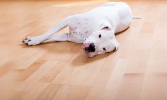 Ламинираният паркет е все по-предпочитан