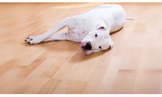 Ламинираният паркет е все по-предпочитан